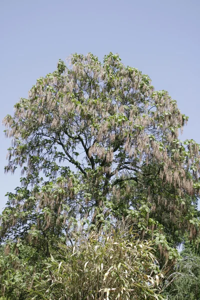 Treetop — Stock Photo, Image