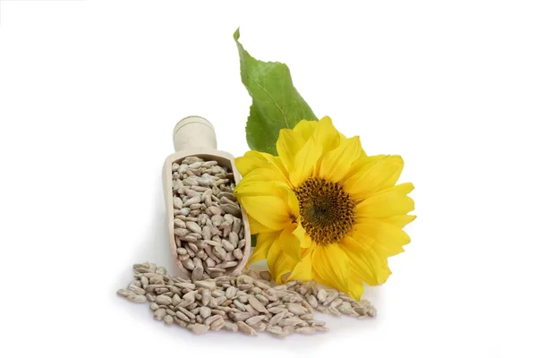 Sunflower Seeds — Stock Photo, Image