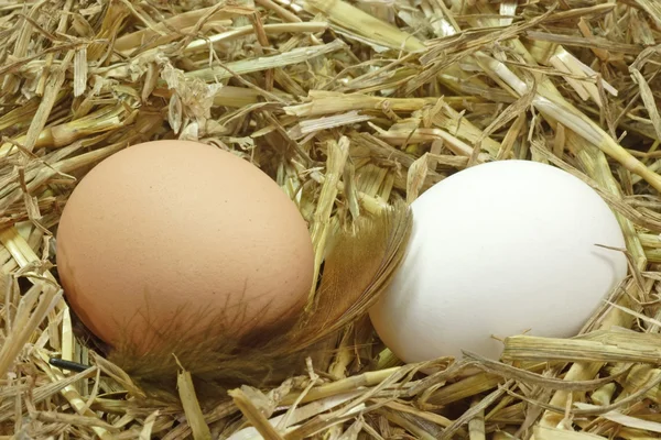 Eggs in the Nest — Stock Photo, Image