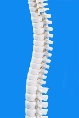 Backbone in Detail clipart