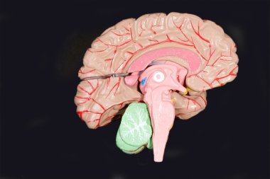 Human Brain clipart