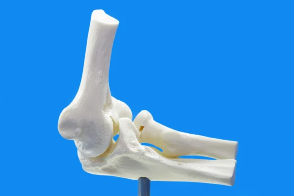 人間の肘から解剖モデル — ストック写真