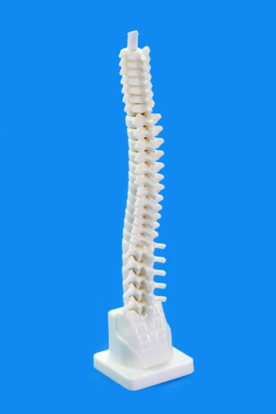 Backbone — Stock fotografie