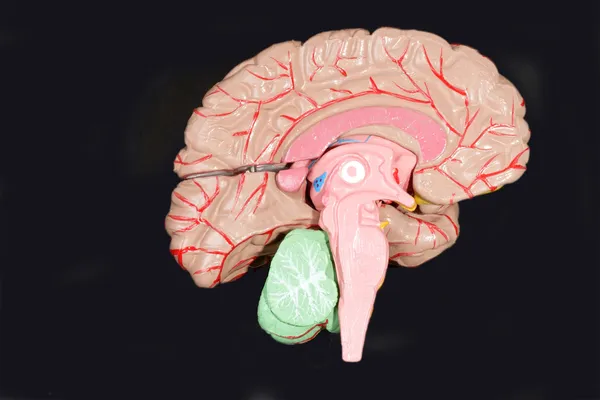 人間の脳 — ストック写真
