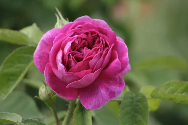 Hübsche Rose — Stockfoto