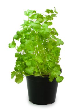 Coriander in a pot clipart