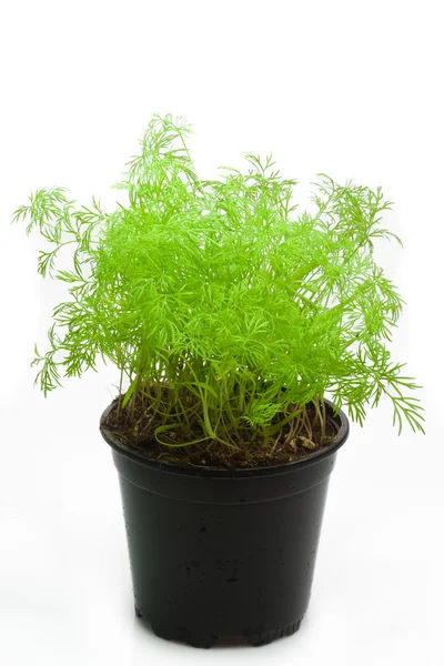 Dill in a pot — Stock Photo, Image