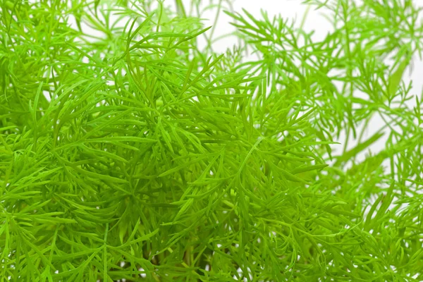 Close-up of dill — Stock Photo, Image