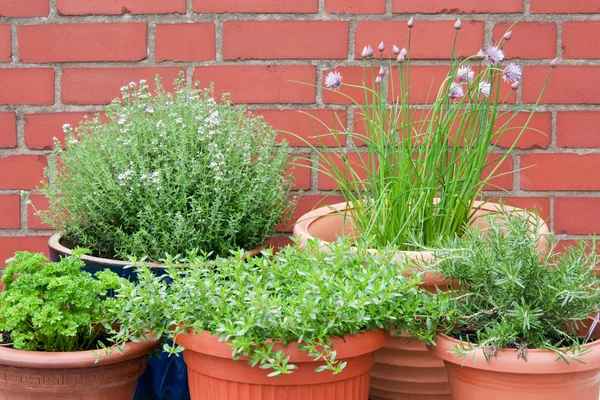 stock image Culinary herbs