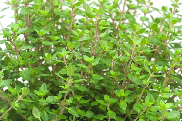 Close-up of thyme — Stock Photo, Image