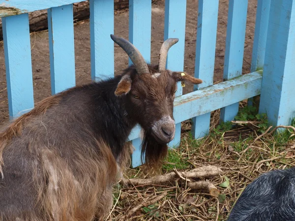 stock image Goats