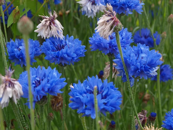 stock image Aster flowers