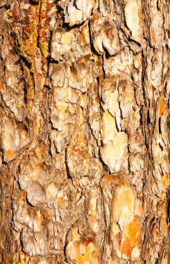 Pine bark clipart