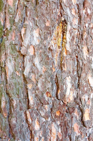 stock image Pine bark