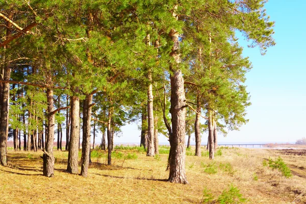 Edge of pine forest — Stock Photo, Image