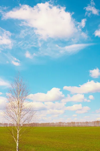 Birch, field, sky,,, — Stock Photo, Image