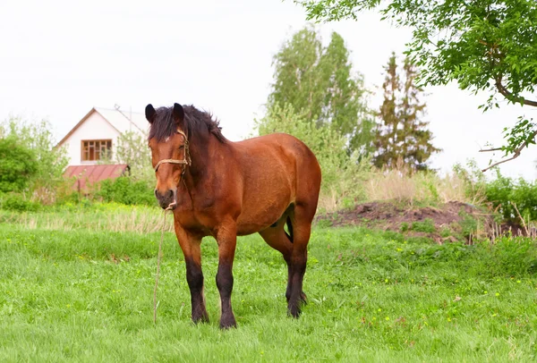 Bay häst — Stockfoto