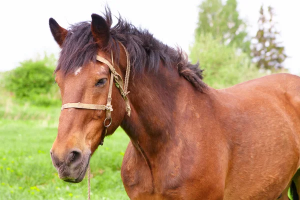 stock image Bay horse