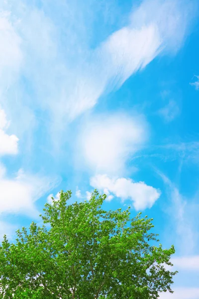 Yeşil taç ve gökyüzü — Stok fotoğraf