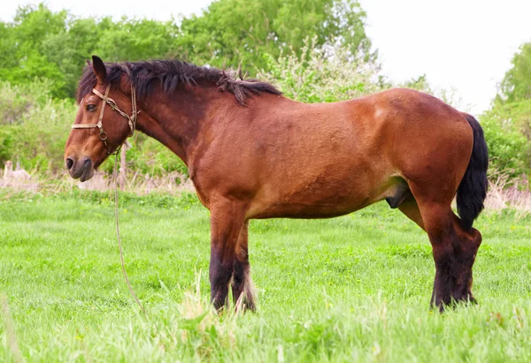 Bay häst — Stockfoto