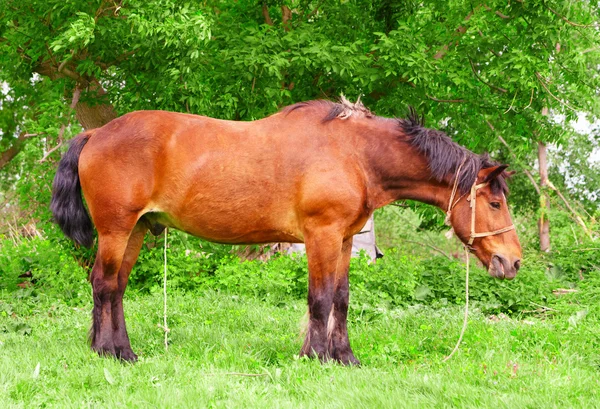 Alloro cavallo — Foto Stock