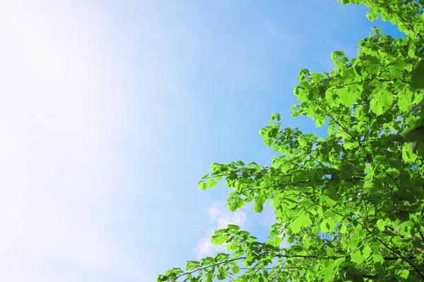 stock image Green crown and sky