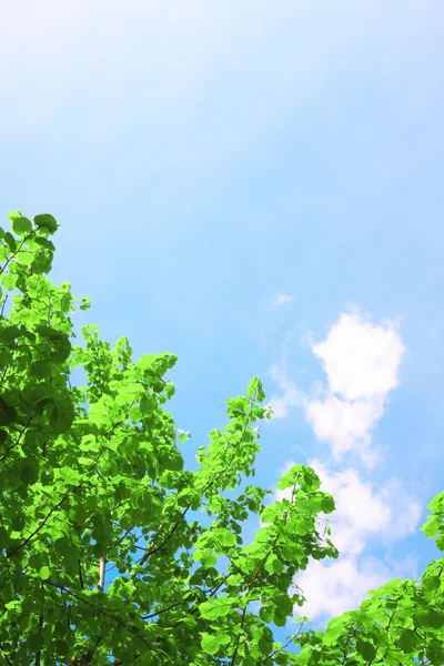 Grön krona och sky — Stockfoto
