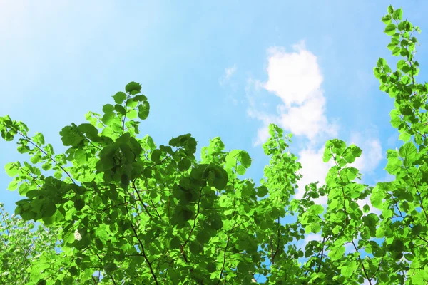 Зеленая корона и небо — стоковое фото