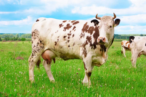 Корови — стокове фото