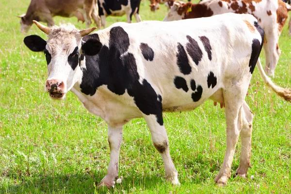 The cow — Stock Photo, Image