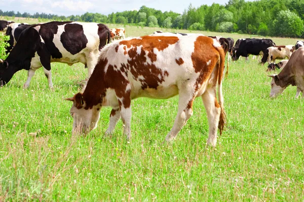 Mandria di mucche — Foto Stock