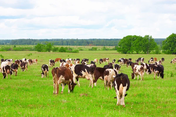 Mandria di vacche — Foto Stock