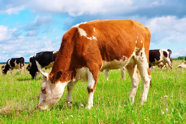 The cow — Stock Photo, Image