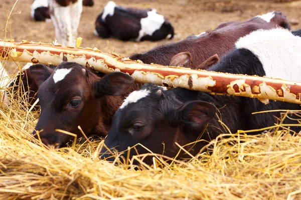 The calves — Stock Photo, Image