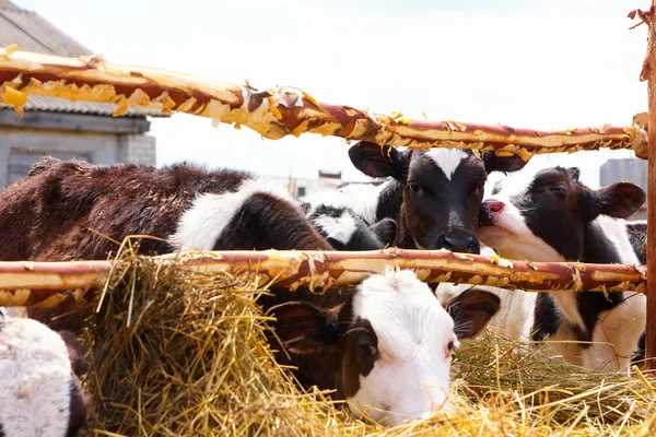 I vitelli — Foto Stock