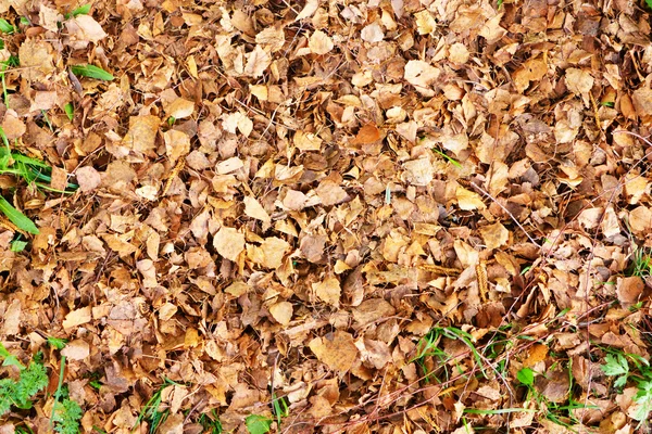 stock image Dry leaves