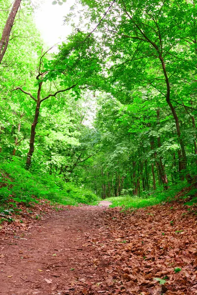 Caminho na floresta — Fotografia de Stock