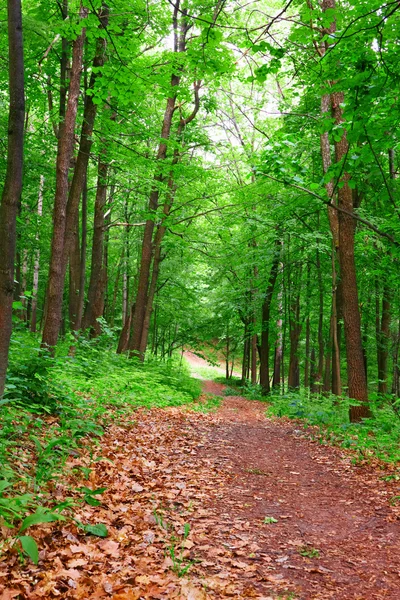Path in forest — Stock Photo, Image
