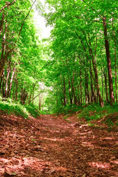Sentier dans la forêt — Photo