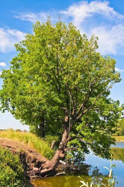Tree over the pond — Stok fotoğraf