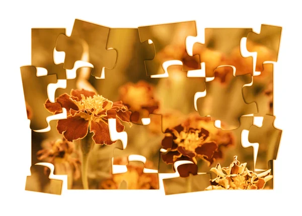 stock image Graphic art with tagetes flowers theme