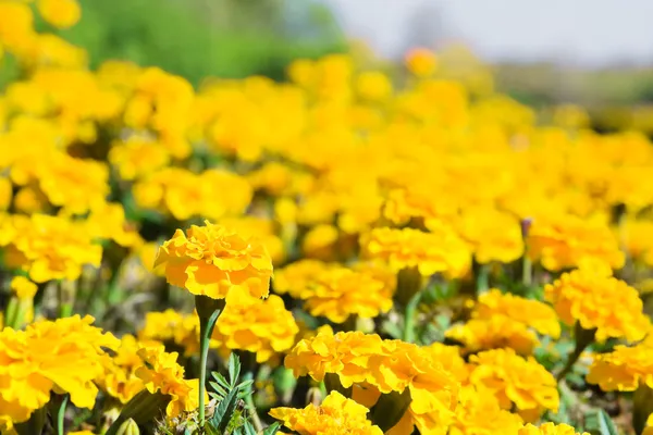 黄色的万寿菊鲜花在草地上 — 图库照片