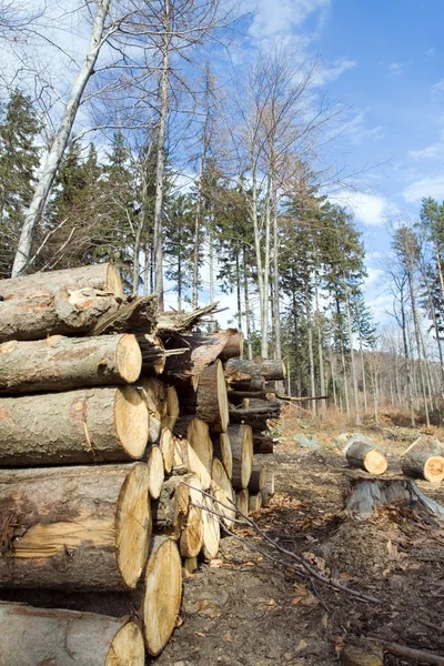 Deforestation area with pile of logs Stock Picture