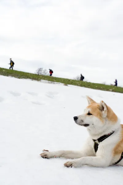 Dog on snow looking at hiking — Stock Photo, Image