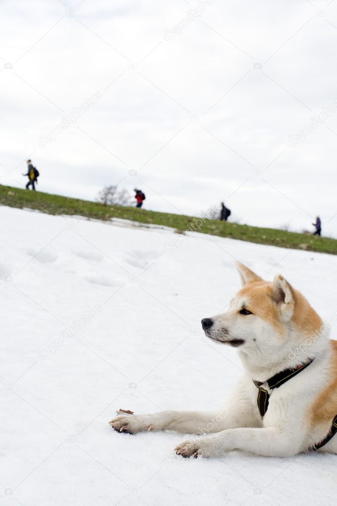 Dog on snow looking at hiking