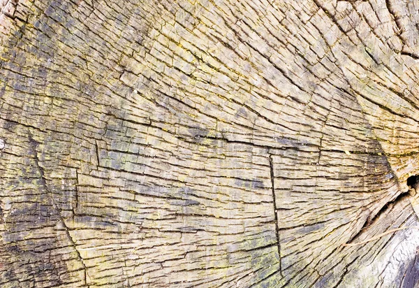 木の切り株茶色の背景 — ストック写真