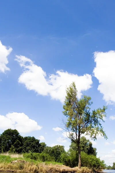 Strom pod modrou oblohou, na šířku — Stock fotografie