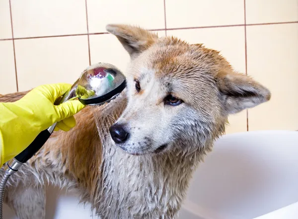 Akita köpek yıkama — Stok fotoğraf