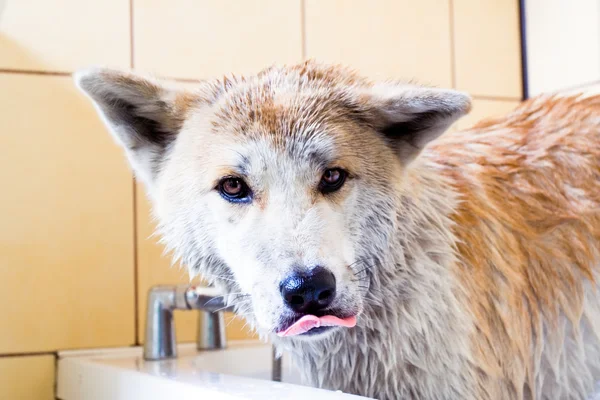 Cleaning the dog — Stock Photo, Image