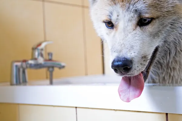 Washing dog — Stock Photo, Image